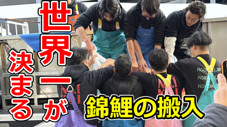 第56回全日本総合錦鯉品評会 錦鯉の搬入